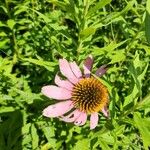 Echinacea pallida Virág