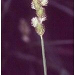 Carex tribuloides Kukka