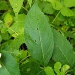 Chelone glabra Blad