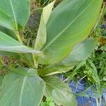 Canna indica Feuille