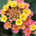 Lantana camara Blomst