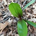 Allium tricoccum Feuille