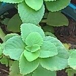 Coleus barbatus葉