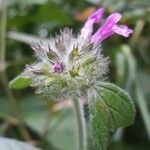 Clinopodium vulgareKukka