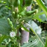 Lactuca biennis Flor