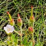 Geranium aculeolatum Λουλούδι