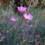 Convolvulus oleifolius Flower