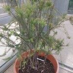 Banksia ericifolia Habitus