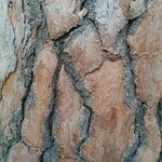 Pinus pinea Bark