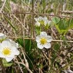 Fragaria moschata Flower