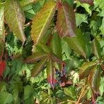 Parthenocissus quinquefoliaLeaf