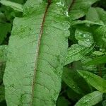 Rumex sanguineus Folio