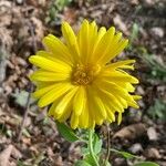 Calendula suffruticosa Квітка