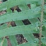 Onychium japonicum ഇല