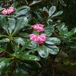 Rhododendron arizelum Leaf