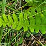 Polypodium vulgareLeht