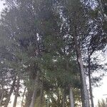 Pinus halepensis Hábito