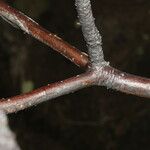 Amphipterygium simplicifolium Bark