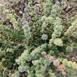 Ocimum americanum Λουλούδι