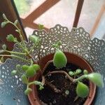 Cotyledon tomentosa Hoja