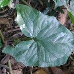 Typhonium blumei Leaf