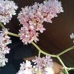 Limonium tuberculatum Otro