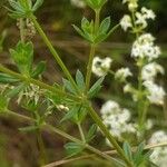 Galium album Blad