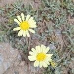 Leucanthemopsis pectinata Flor