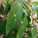 Dichaetanthera africana Leaf