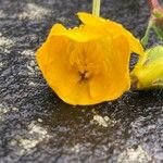 Ranunculus bulbosus Çiçek