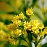 Euthamia graminifolia Flower