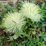 Centaurea acaulis 花