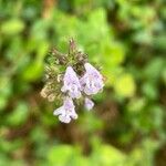 Clinopodium nepeta Květ