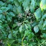 Hedera helix Blad