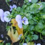 Viola × williamsii Blüte