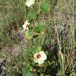 Hibiscus vitifolius Frunză