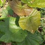 Cola cordifolia Leaf