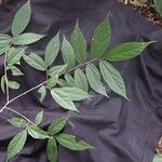 Duboscia macrocarpa Hoja