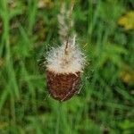 Typha minima Ffrwyth