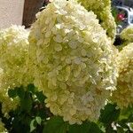 Hydrangea paniculata Цветок