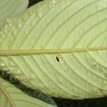 Besleria robusta Leaf