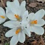 Crocus versicolor Cvet