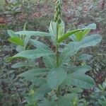 Crotalaria retusaLehti