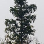 Caryota urens Habitus