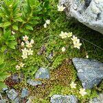 Saxifraga bryoides Flor