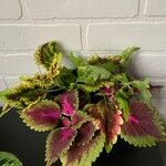 Coleus decurrensList