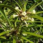 Pittosporum baudouinii عادت