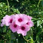 Pandorea jasminoides Fleur