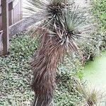 Yucca thompsoniana 叶