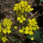 Aurinia petraea Flower